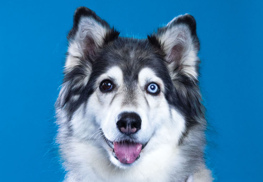 Cheyenne, Toronto Pearson therapy dog
