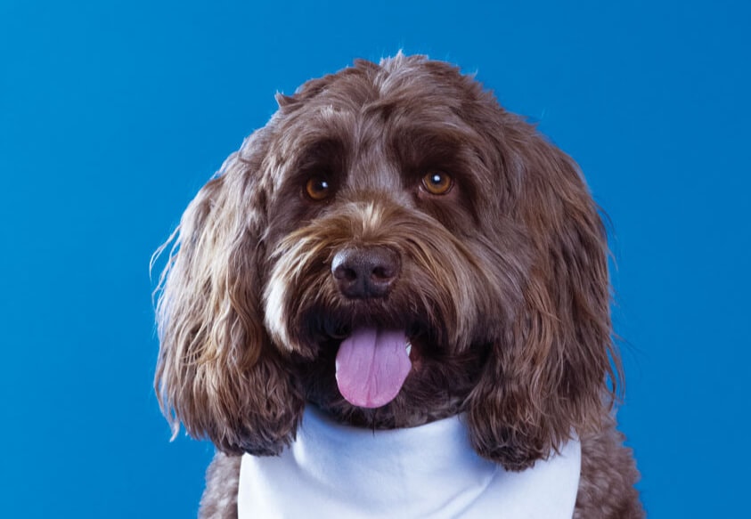 Kahula, Toronto Pearson therapy dog