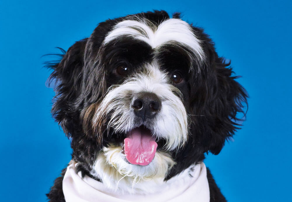 Shep, Toronto Pearson therapy dog