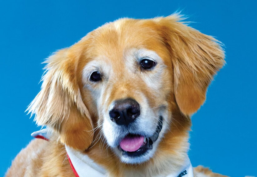 Zorie, Toronto Pearson therapy dog